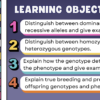 Genotypes and Phenotypes - Image 2